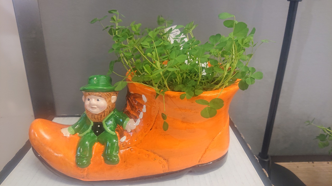 leprecauno