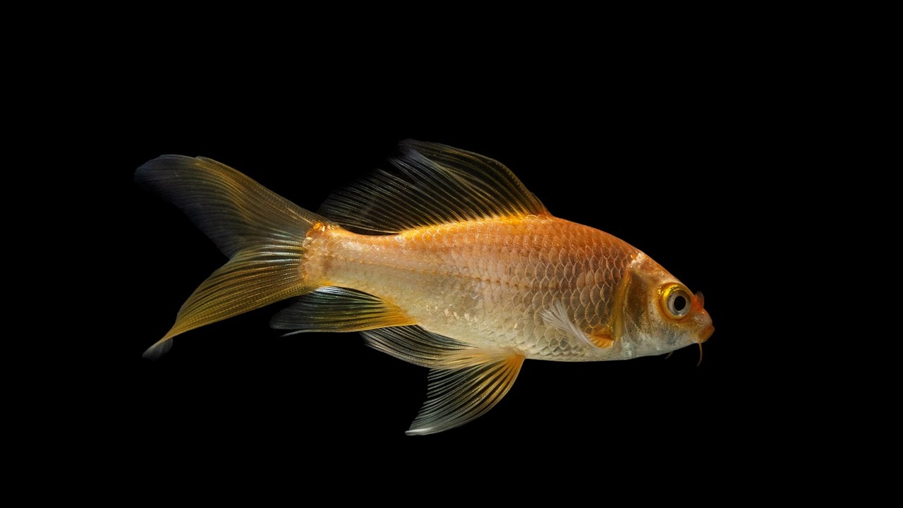 pesce