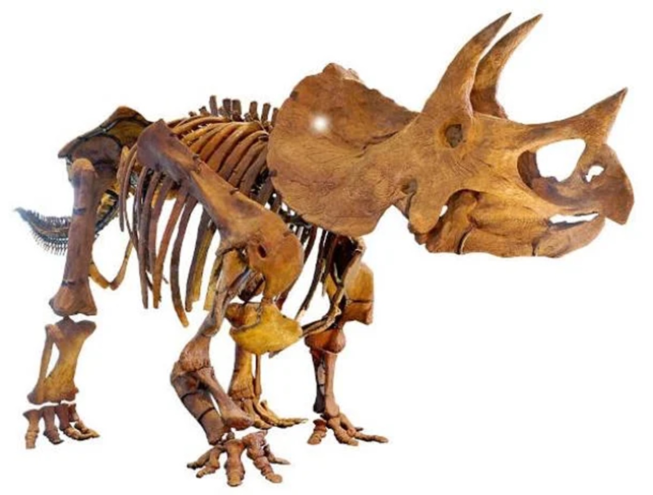 triceratopo