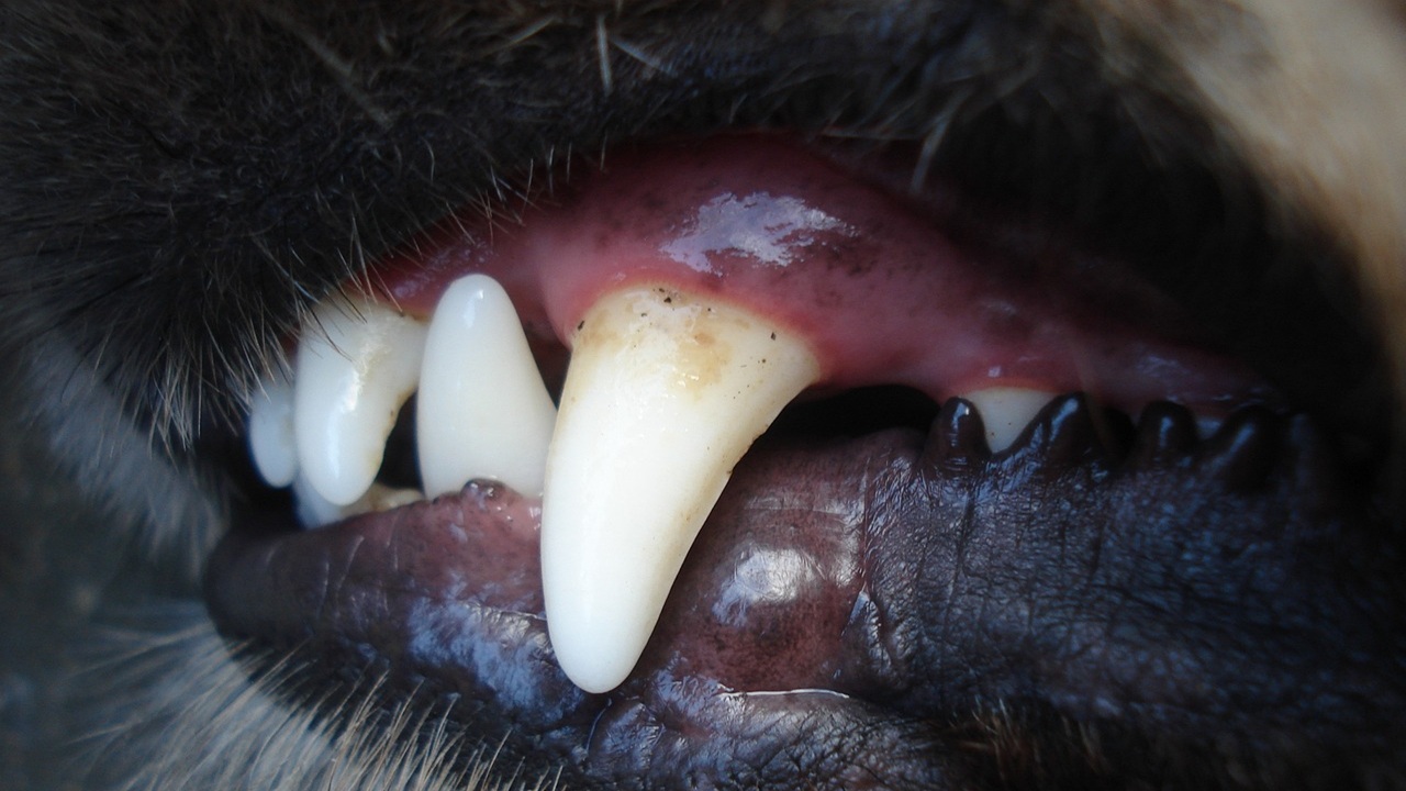 cani denti