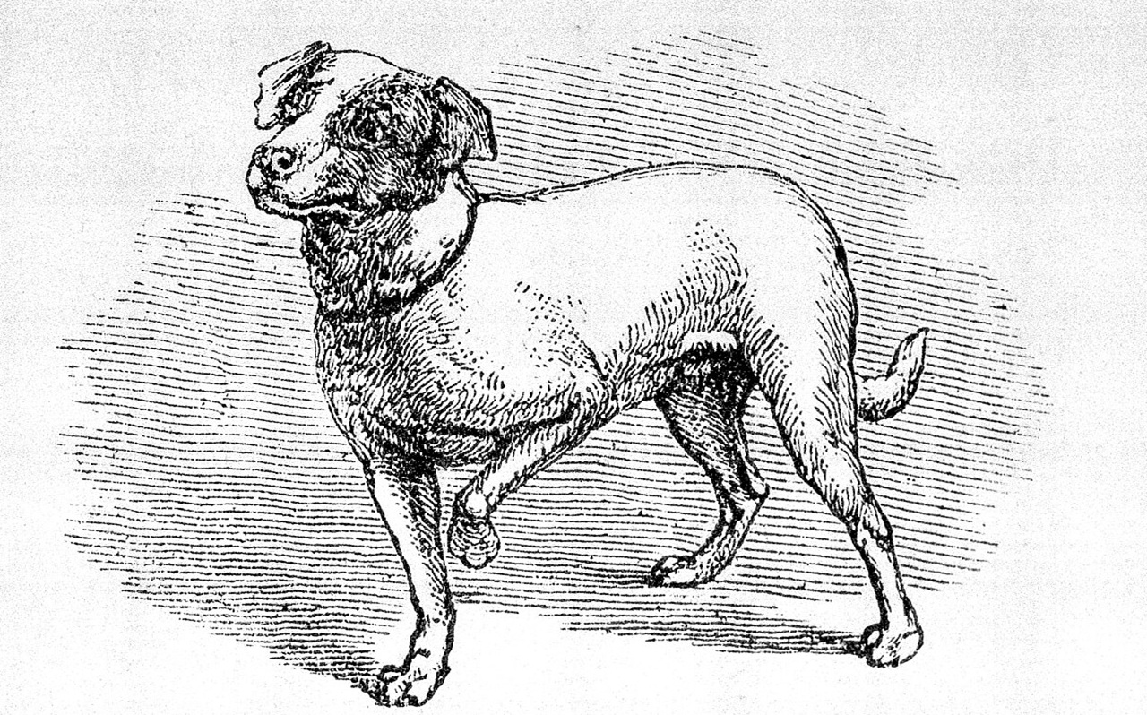 charles darwin cane polly