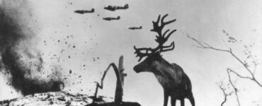 Foto del giorno: renne a Murmansk