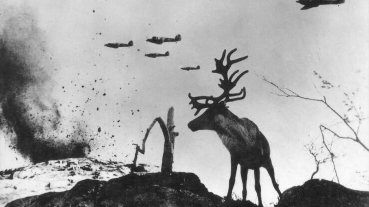Foto del giorno: renne a Murmansk