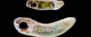 gioielli denti cane