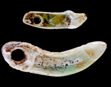 gioielli denti cane