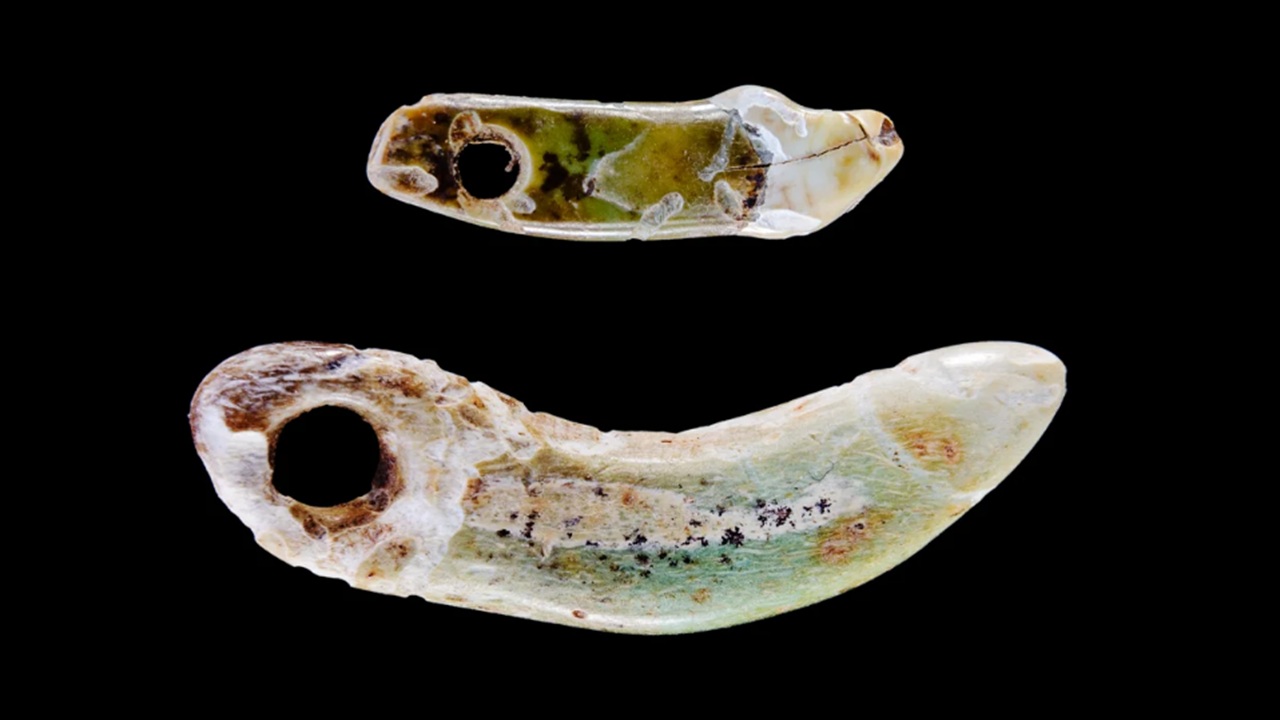 gioielli denti cane