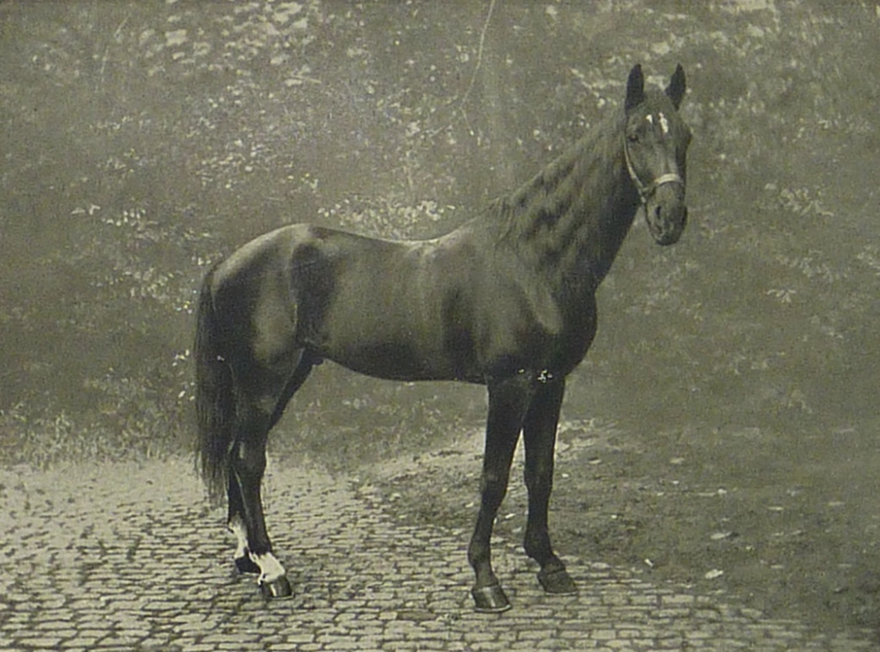 Hans cavallo Orlov Trotter