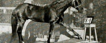 Il cavallo Hans sapeva davvero contare?