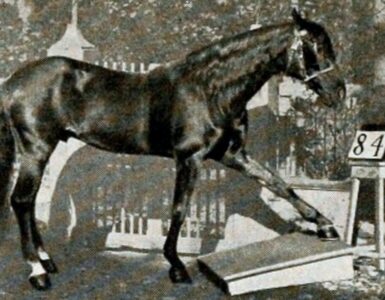 Il cavallo Hans sapeva davvero contare?