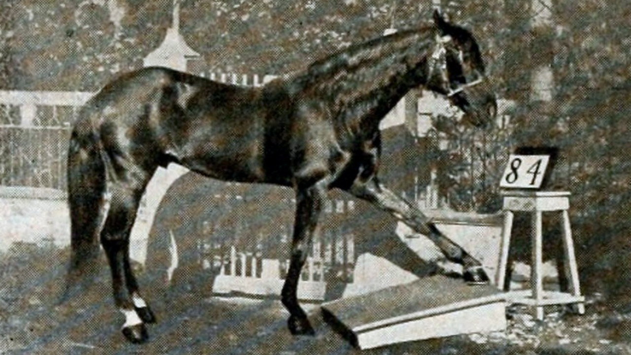 Il cavallo Hans sapeva davvero contare?