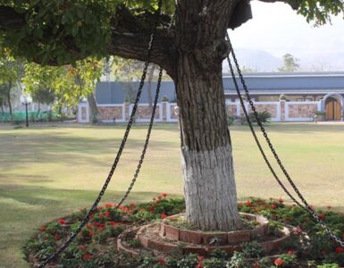 In Pakistan esiste un albero in stato d'arresto dal 1898: colpa di un ufficiale inglese ubriaco