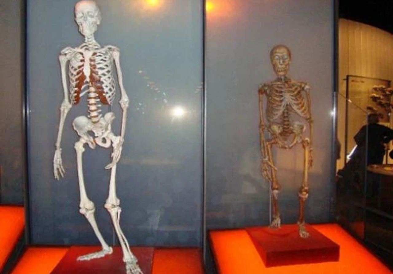 neanderthal scheletro