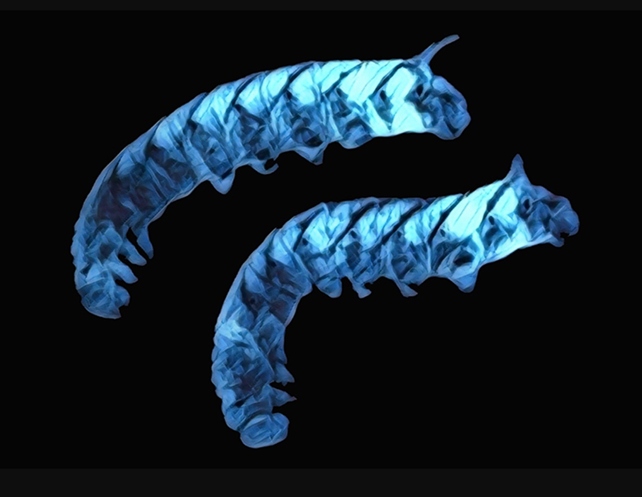 brillarono batteri luminescenti