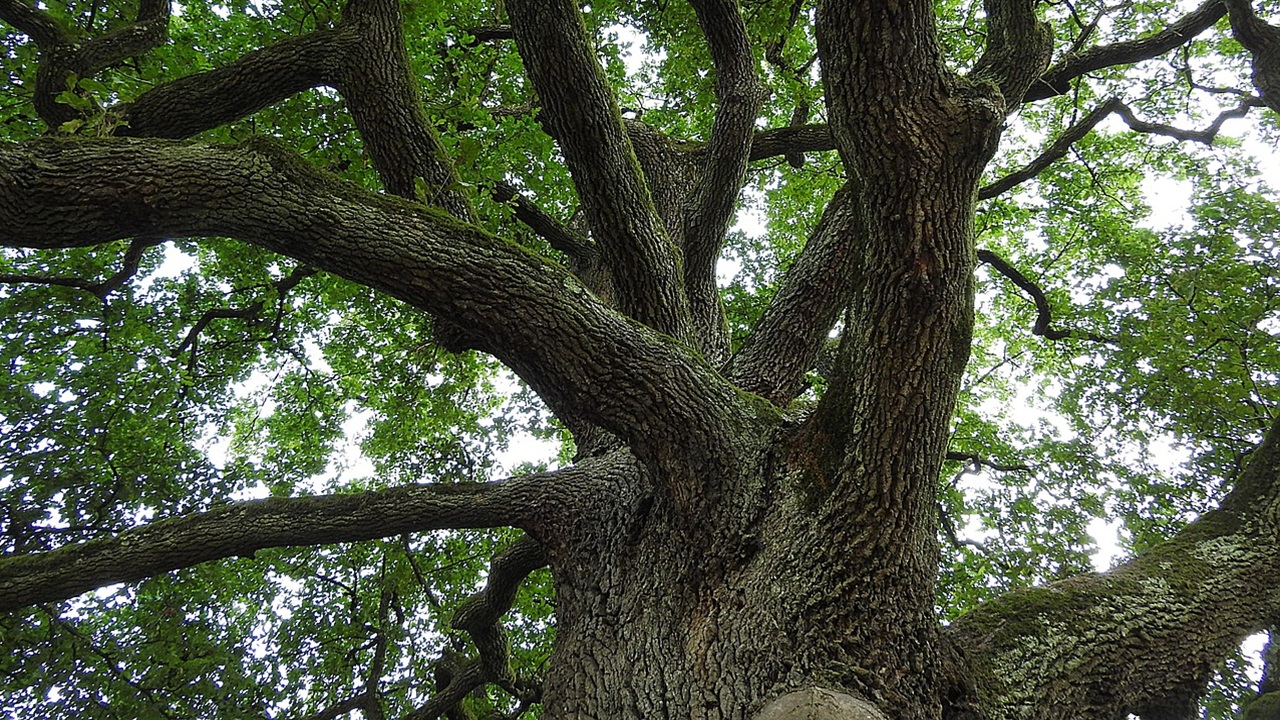 quercia