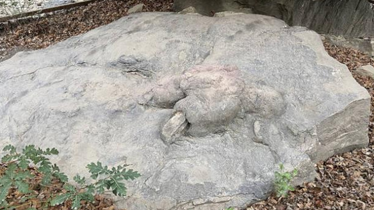 tirannosauro orma