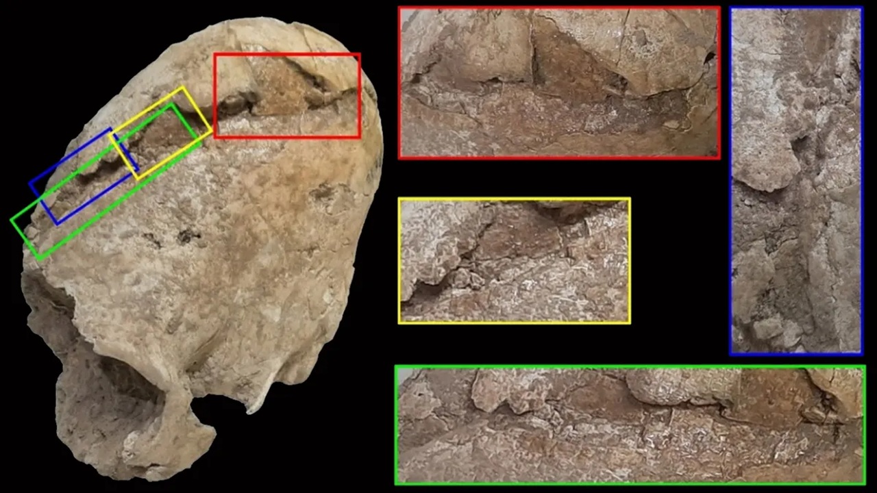 cranio conico dettagli