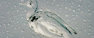Foto del giorno: la Patagonia e le vittime del suo petrolio