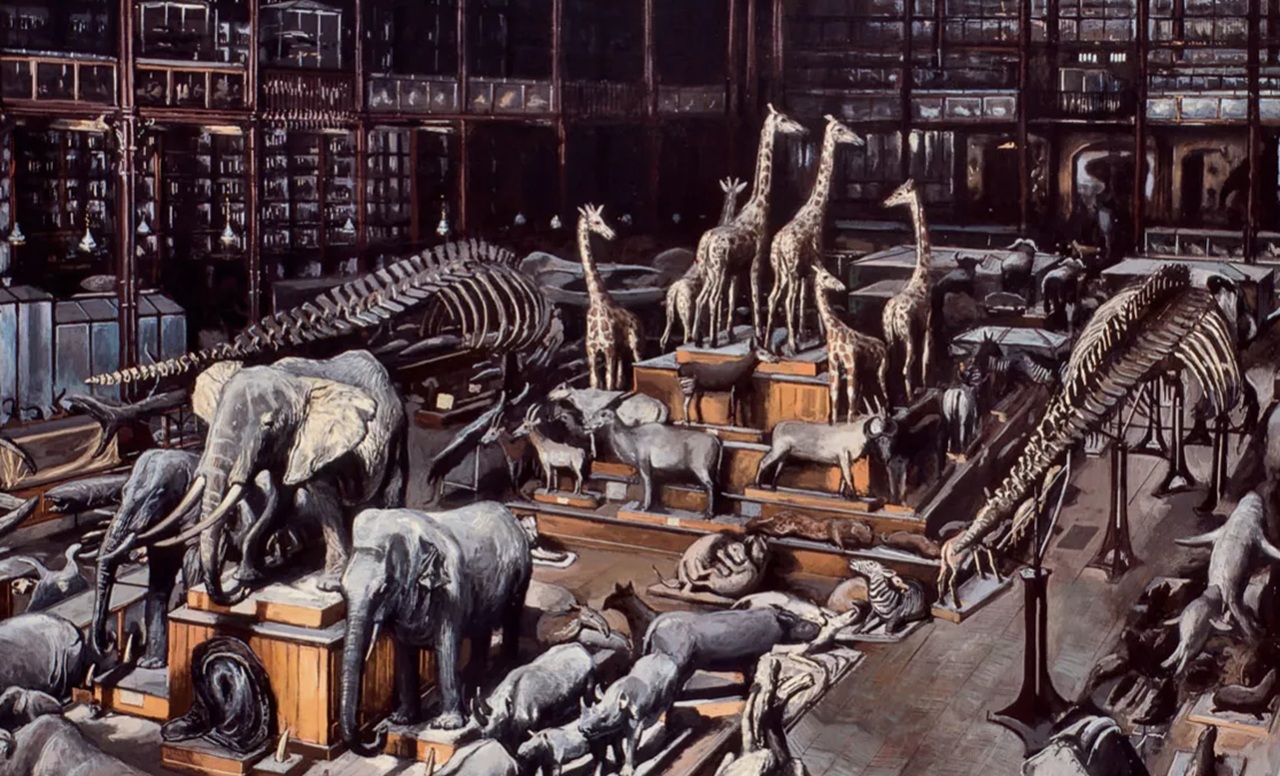 ruggito Galerie de Zoologie 1994