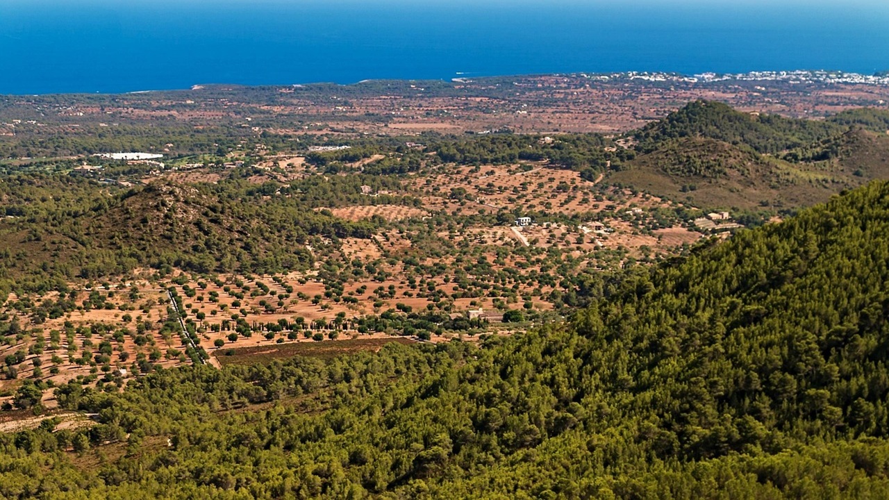 maiorca