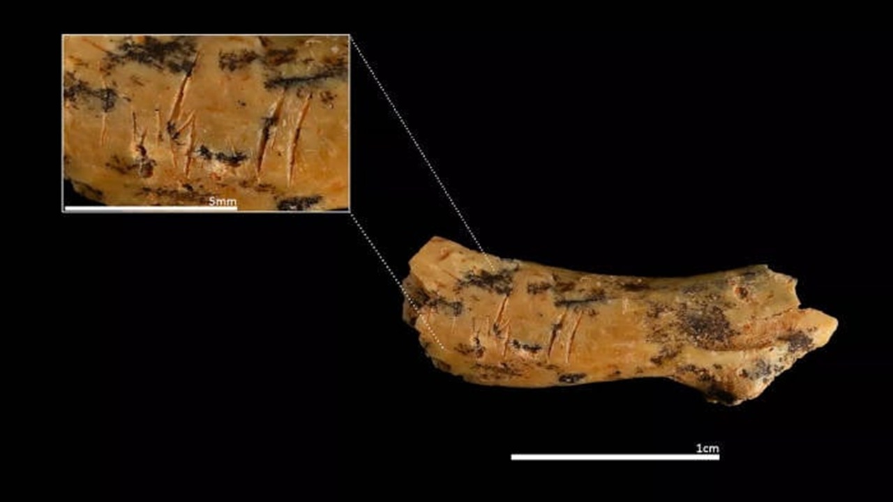 antenati umani vertebra