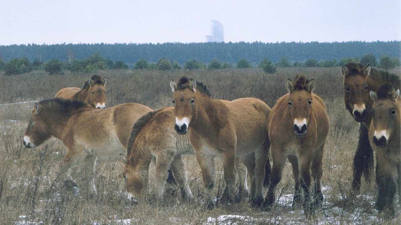chernobyl cavalli