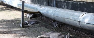 animali chernobyl, gatti