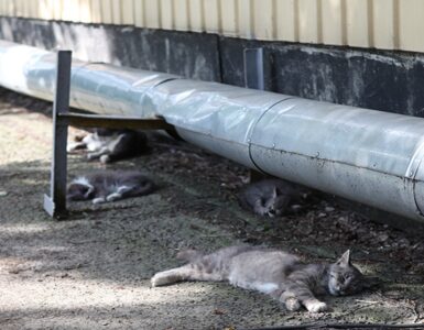 animali chernobyl, gatti