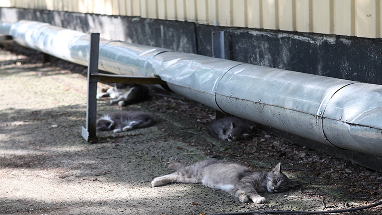 animali chernobyl, gatti