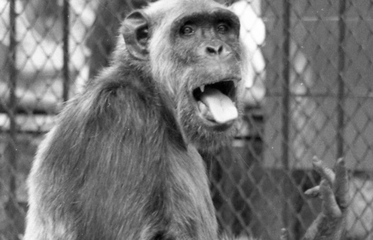 scimpanzé Macaco Tião