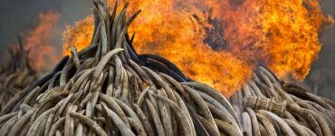 Foto del giorno: contro il bracconaggio, il primo rogo dell'avorio in Kenya