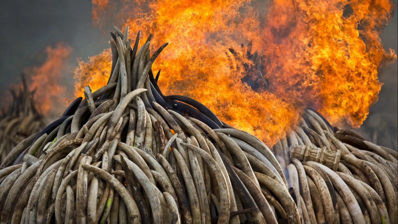 Foto del giorno: contro il bracconaggio, il primo rogo dell'avorio in Kenya