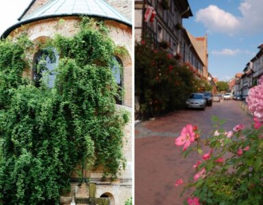 Il più antico cespuglio di rose del pianeta? Ha mille anni e si trova in Germania