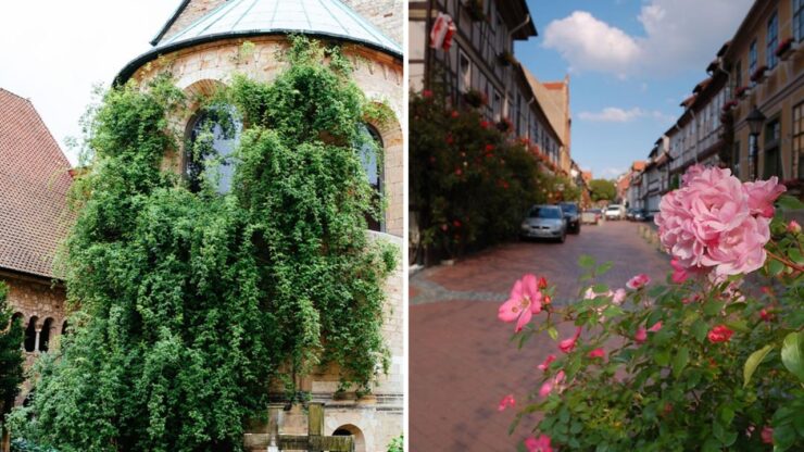 Il più antico cespuglio di rose del pianeta? Ha mille anni e si trova in Germania