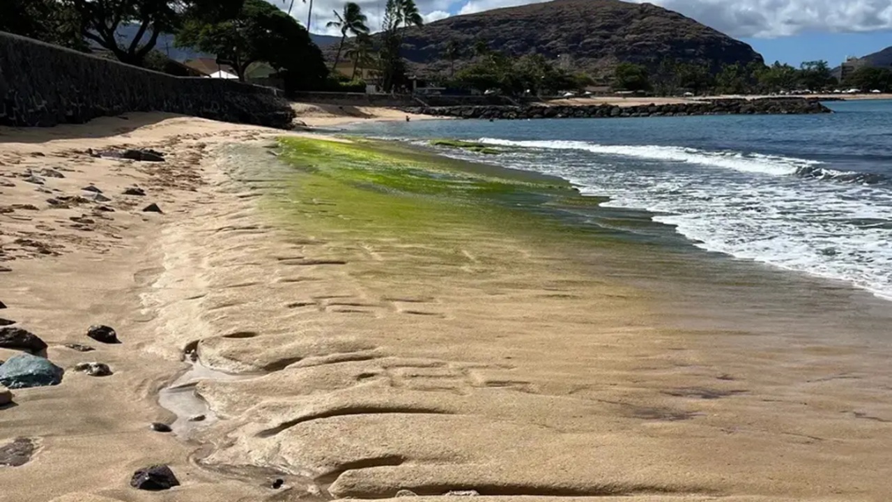 isola hawaiana petroglifi