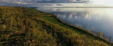 La lunga attesa delle querce svedesi di Visingsö