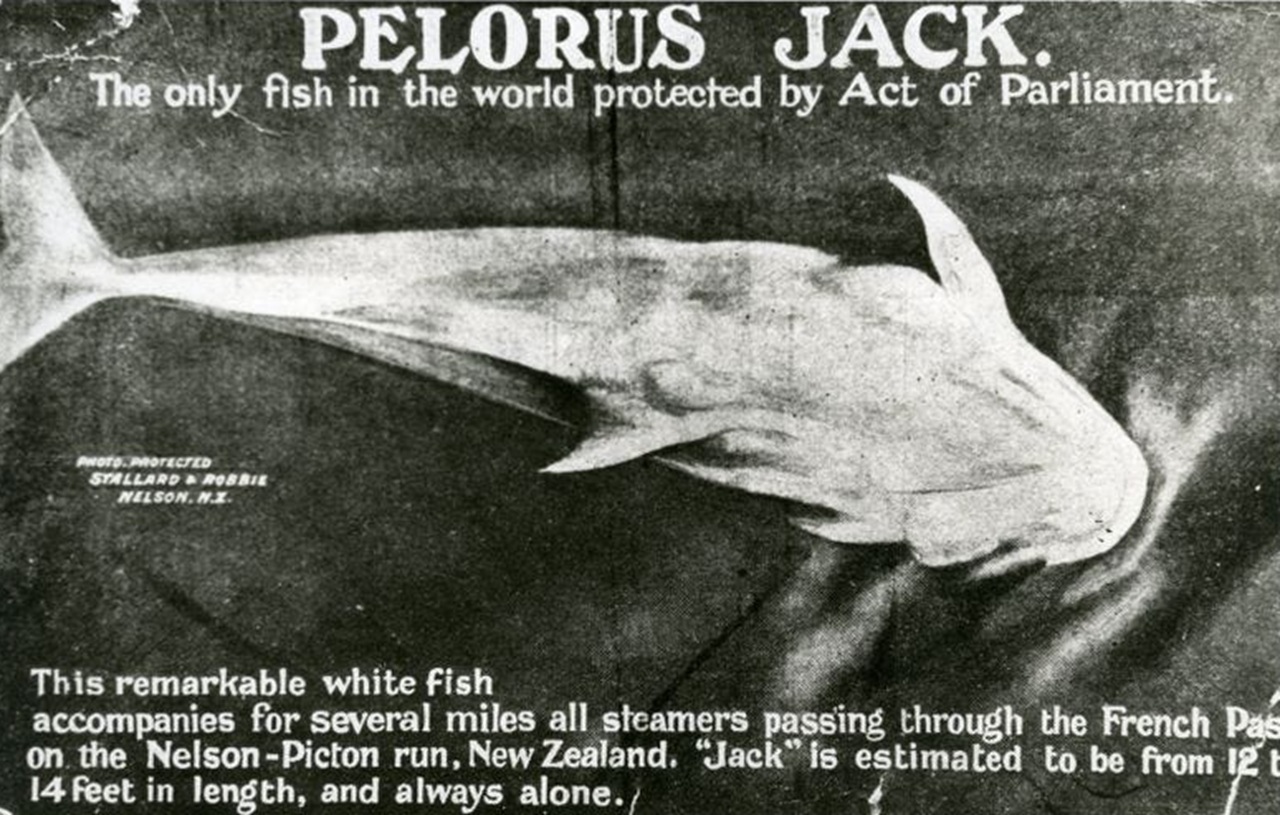 Pelorus Jack delfino accompagnatore