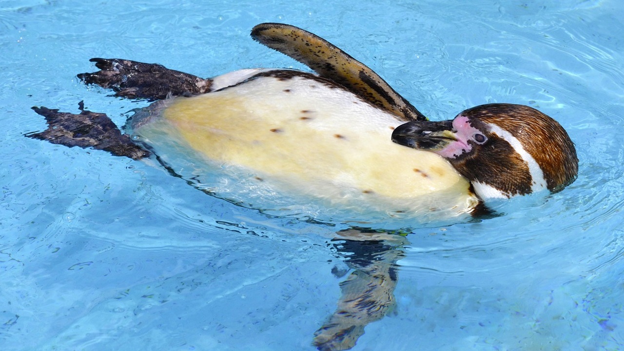 pinguino humboldt