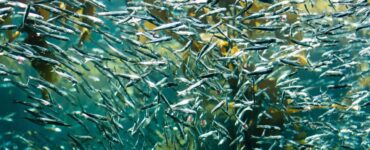 sardine
