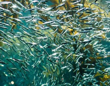 sardine