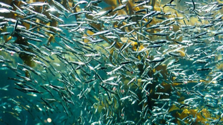 sardine