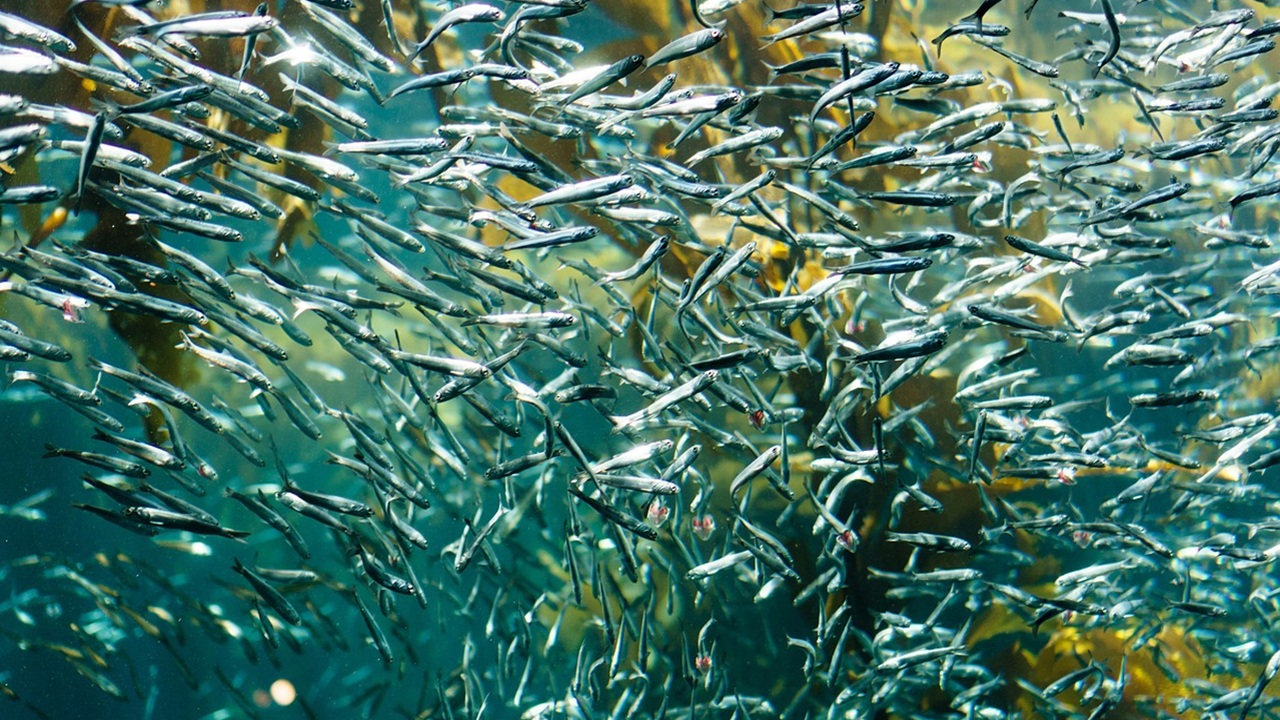 sardine