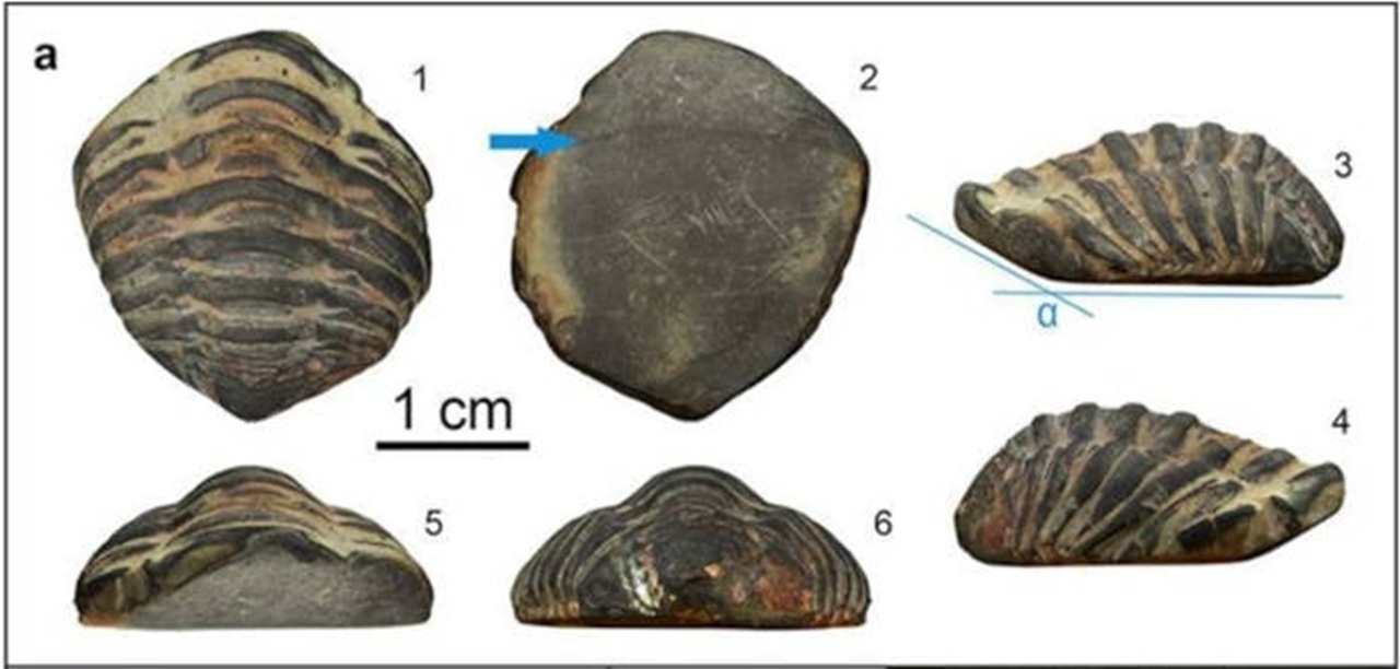 trilobite