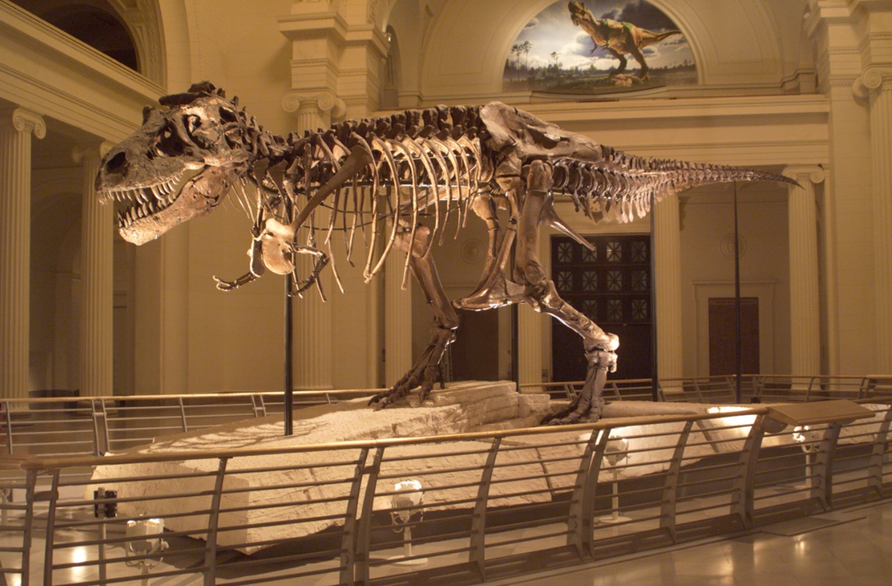 12 agosto esposizione T rex museo