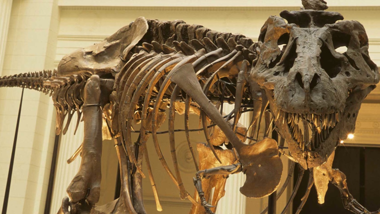 12 agosto Sue T rex