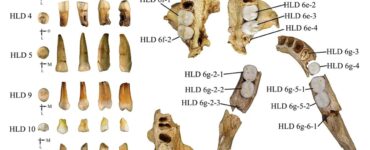 homo sapiens erectus