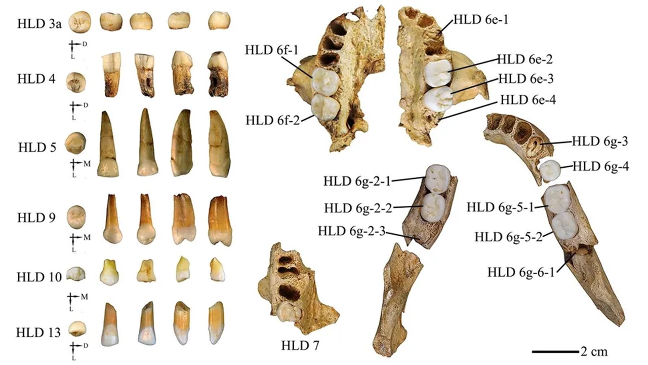 homo sapiens erectus