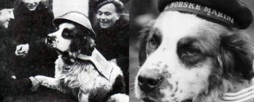 Eroe di guerra a quattro zampe: la curiosa storia di Bamse