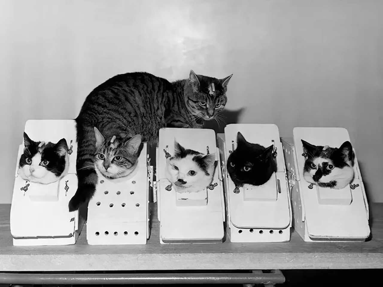 Félicette programma addestramento gatti