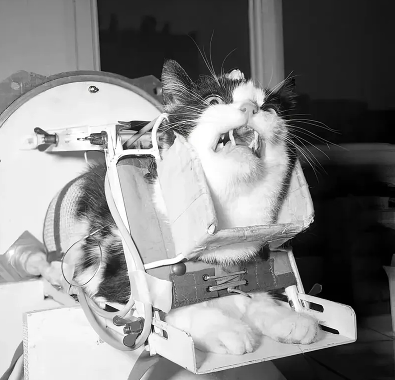 Félicette nella capsula