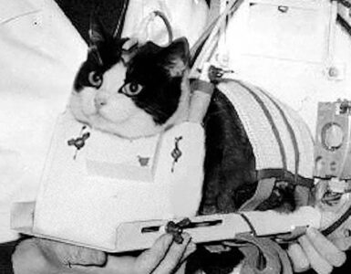 Foto del giorno: l'astrogatta Félicette